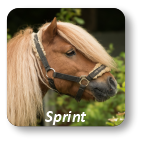 Sprint Ponyhof Reinach